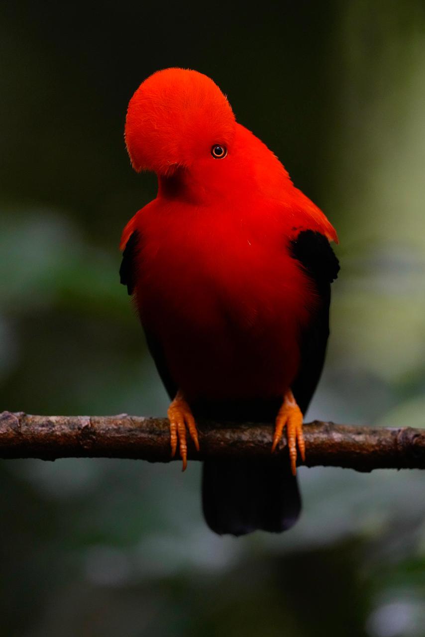 Peruvian Cock-of-the-Rock (Rupicola peruvianus)