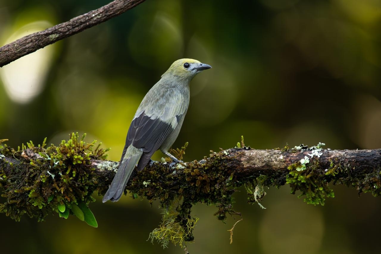 Palmbird / Thraupis palmarum