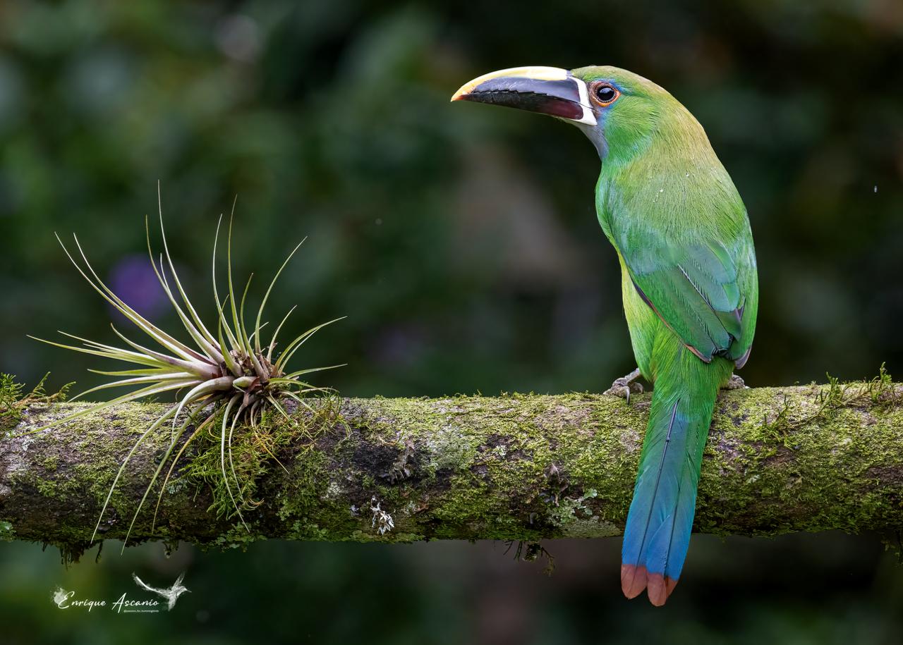 White-throated Toucanet (Aulacorhynchus albivitta)