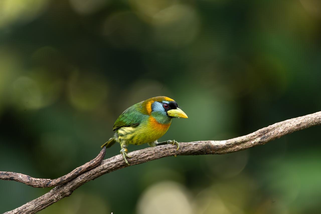 Cabezón Cabecirrojo (Eubucco bourcierii)