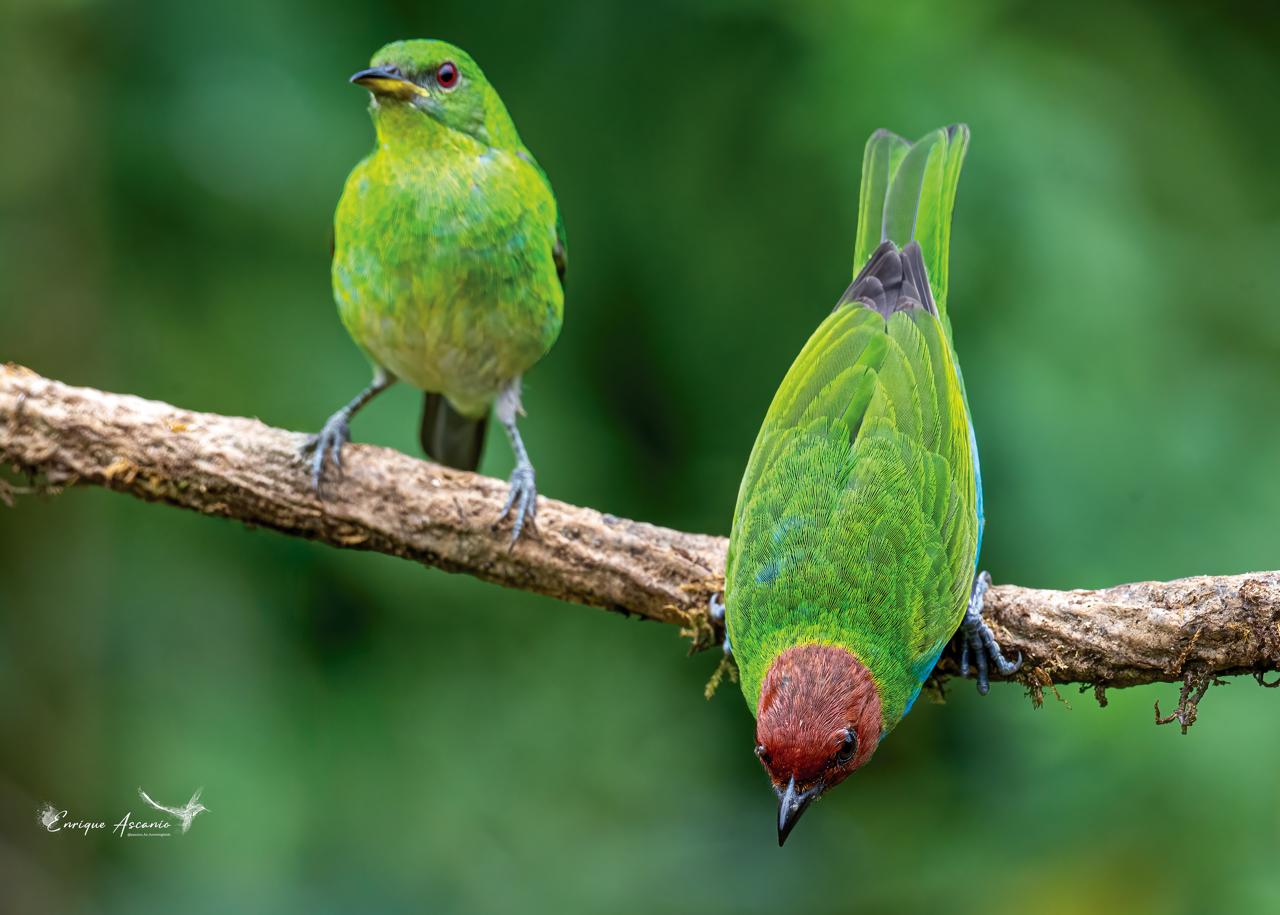 Red-headed Tanager / Tangara gyrola