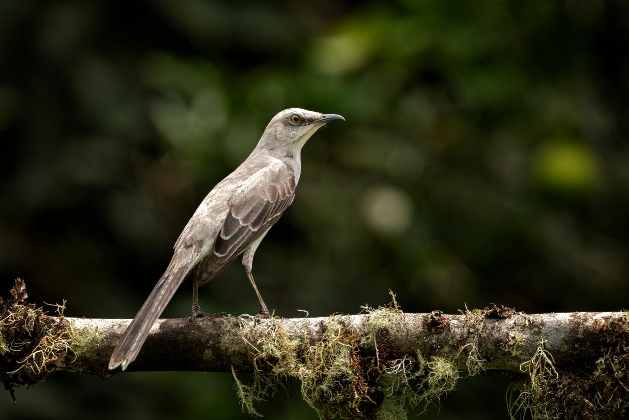 Tropical mockingbird / Mimus gilvus