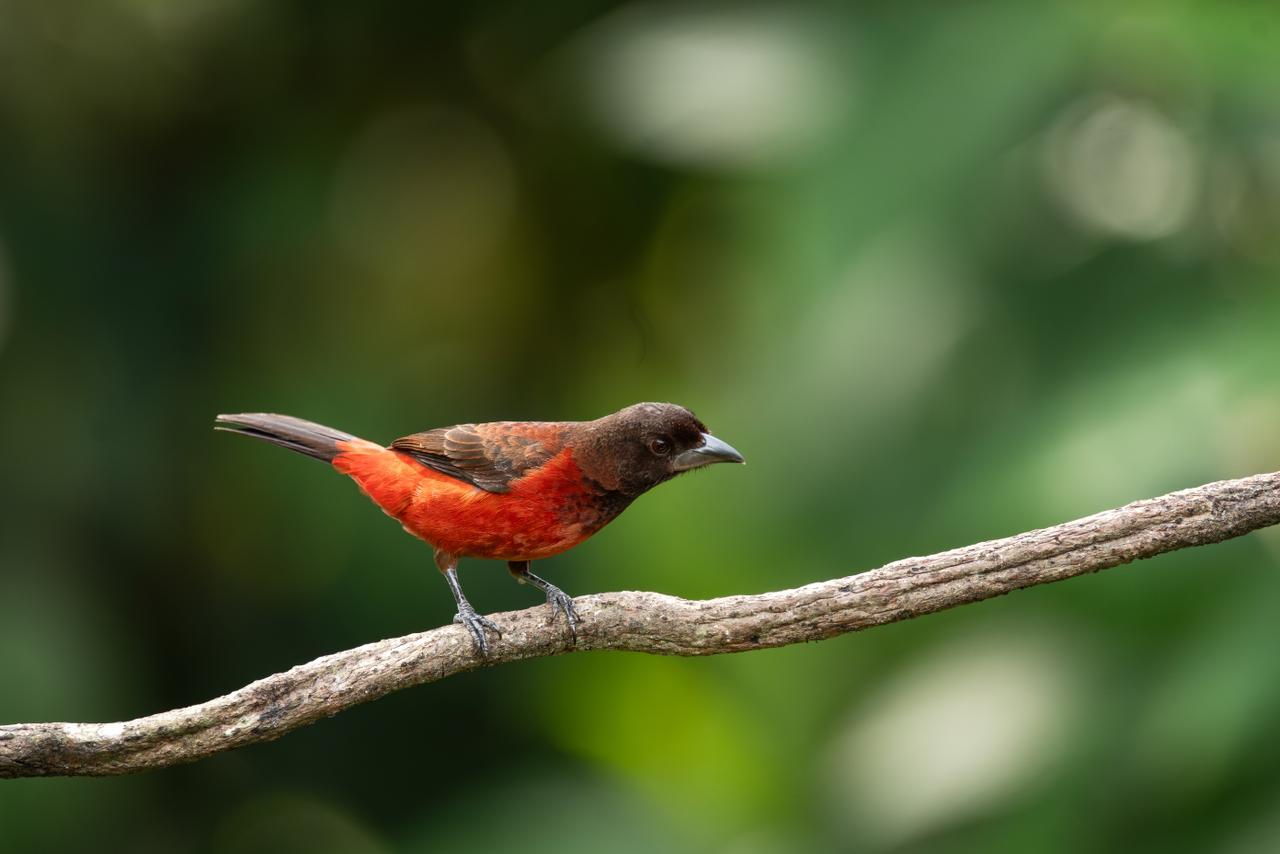 Silver-billed toucanet / Ramphocelus carbo