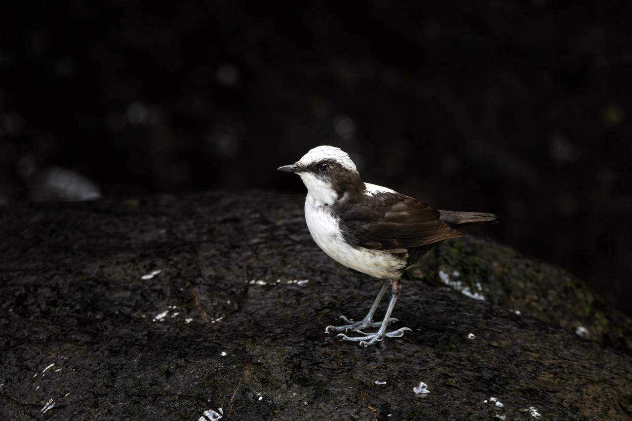 White-capped Dipper (Cinclus leucocephalus)