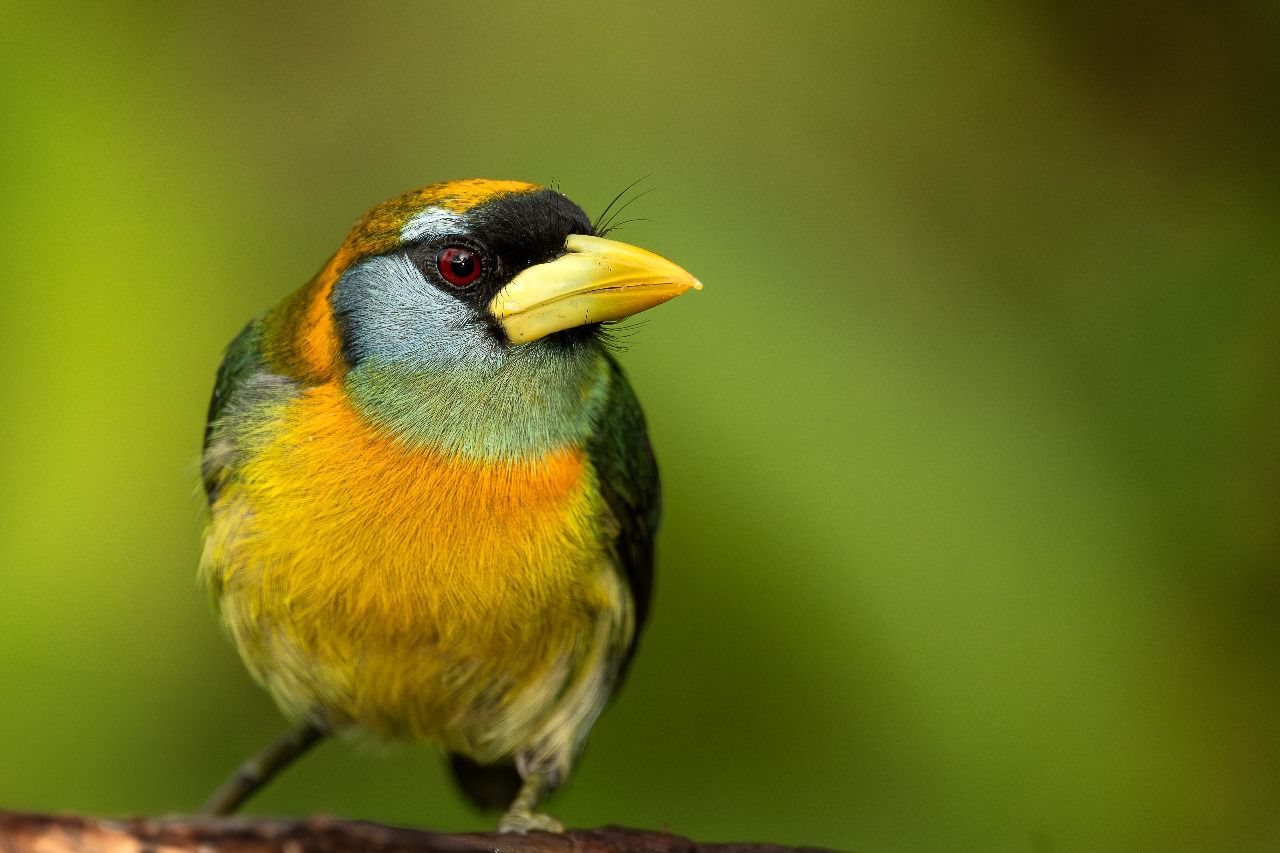 Cabezón Cabecirrojo (Eubucco bourcierii)