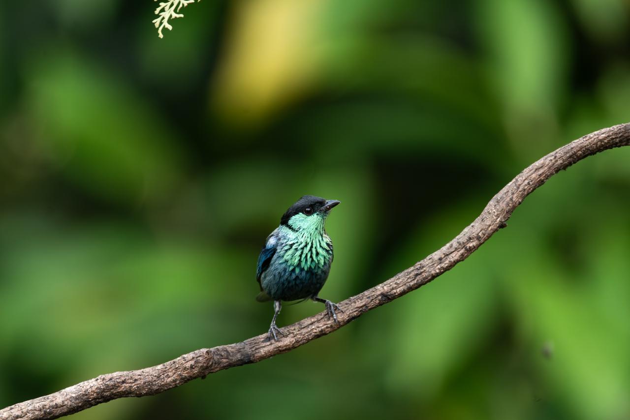 Black-capped Tanager (Stilpnia heinei)