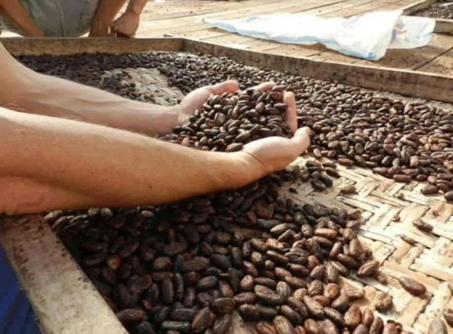 Atelier chocolat, cours et dégustation à Ubud