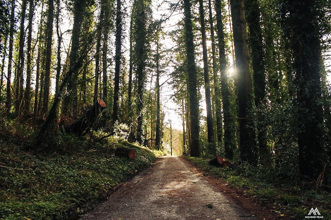 Hand Framed 'The Whispering Path of Kilbroney Forest'
