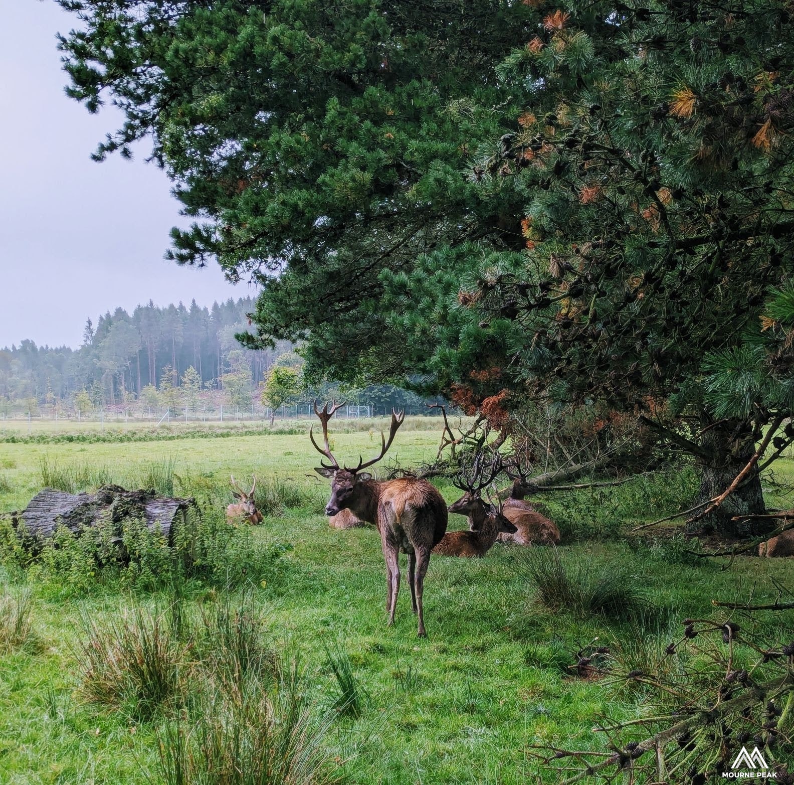 Hand Framed 'The Guardians of Gosford Forest Park'