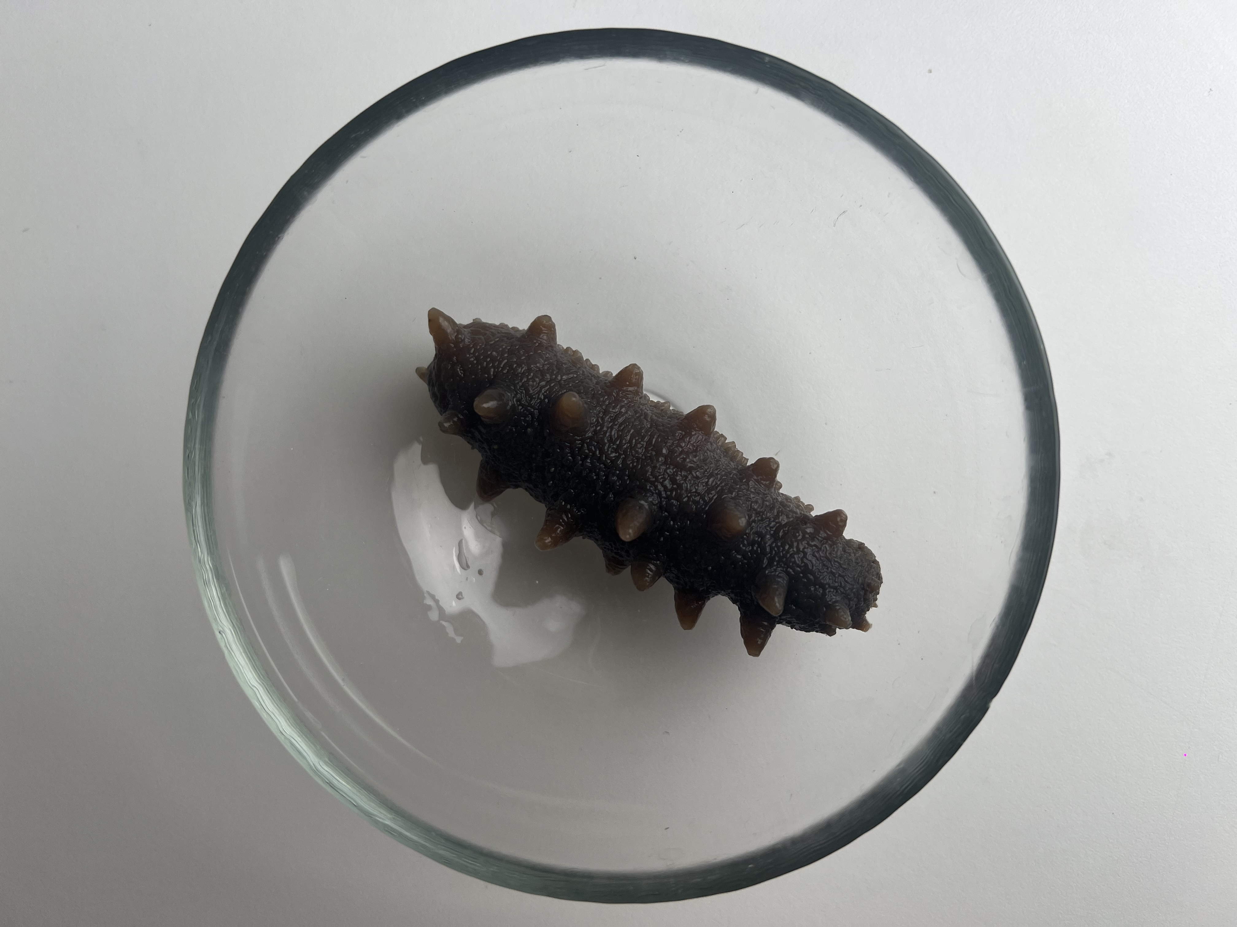 遼寧省大連海参