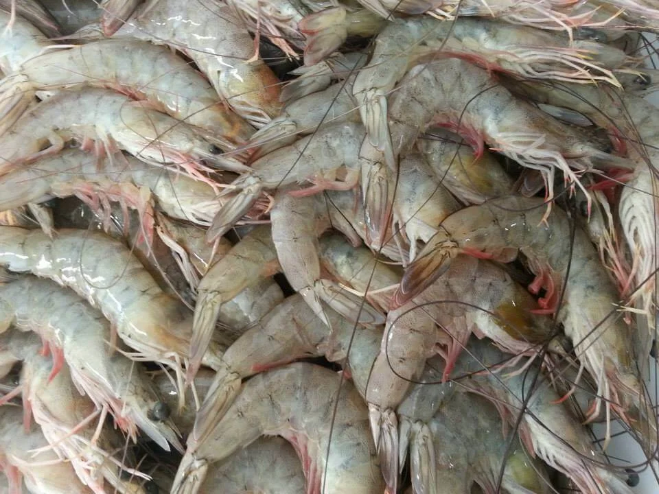 Camarão Cinza Médio