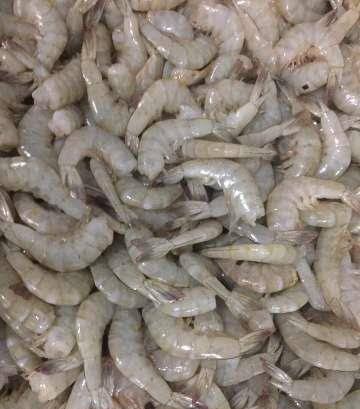 Camarão 7 Barbas S/ Cabeça 