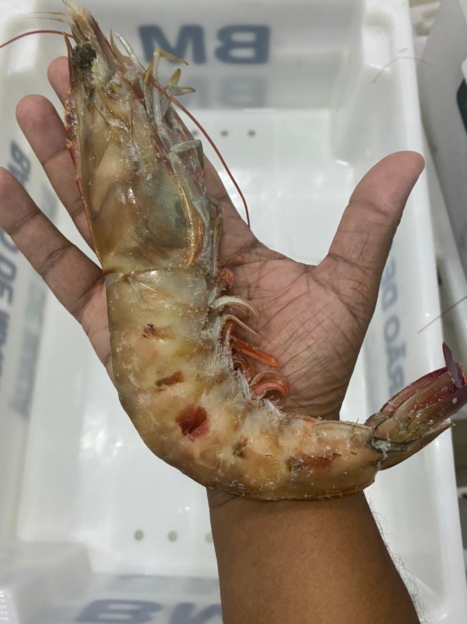 Camarão Rosa (Tamanho GG)