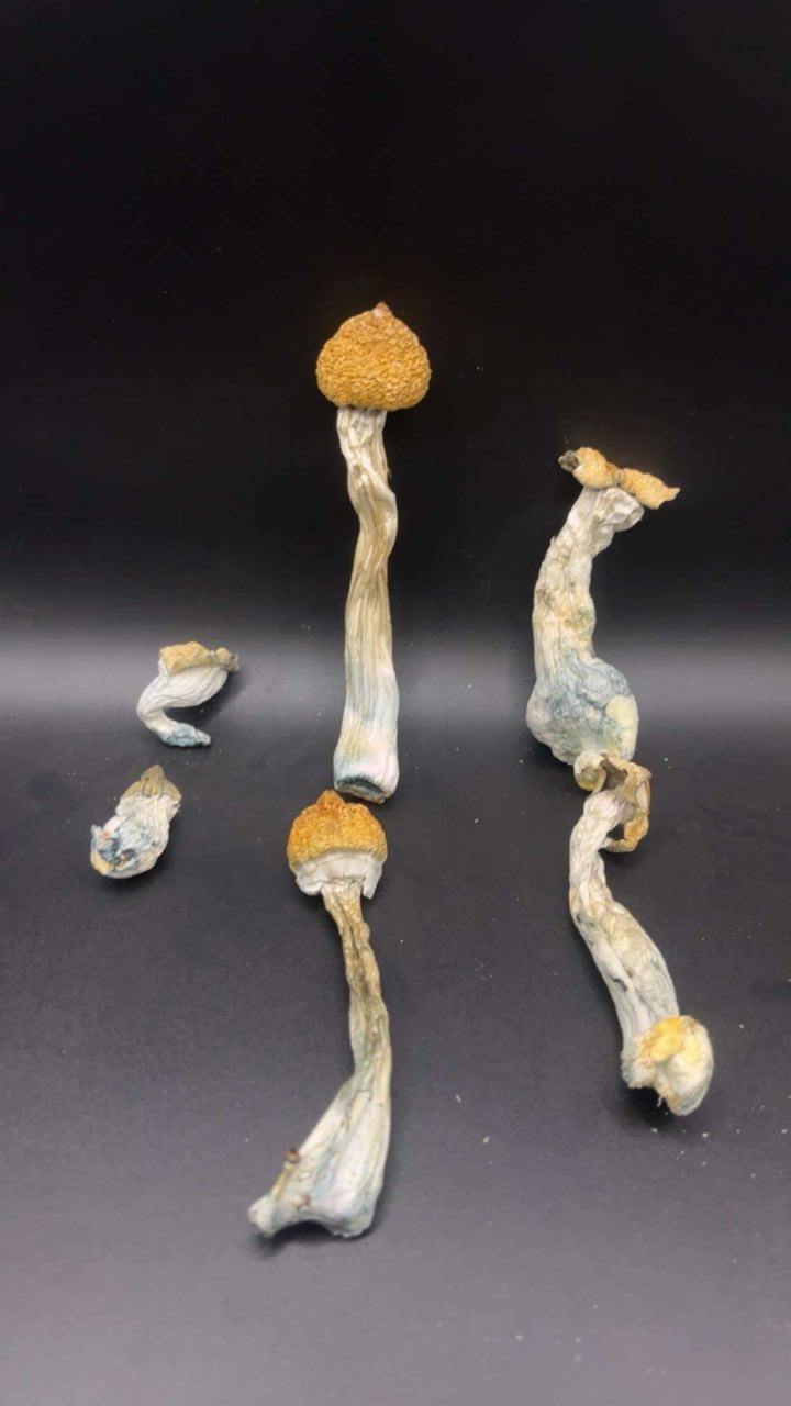 🍄PSYCHODELIC MUSCHROOMS🪬