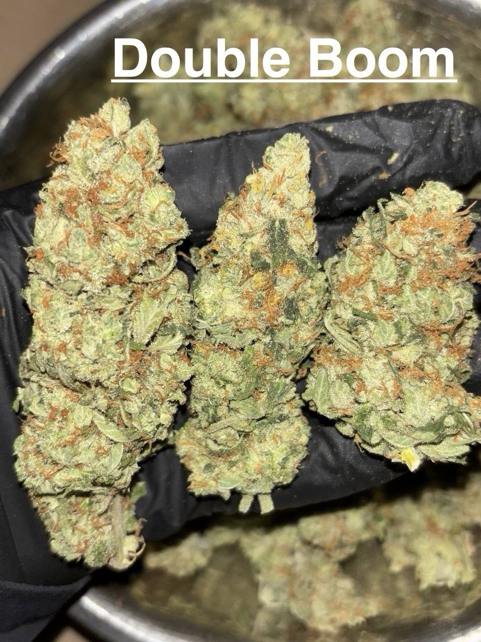 🇳🇱 Topshelf NL 