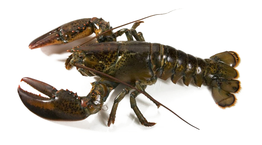 Tôm hùm ALASKA sống