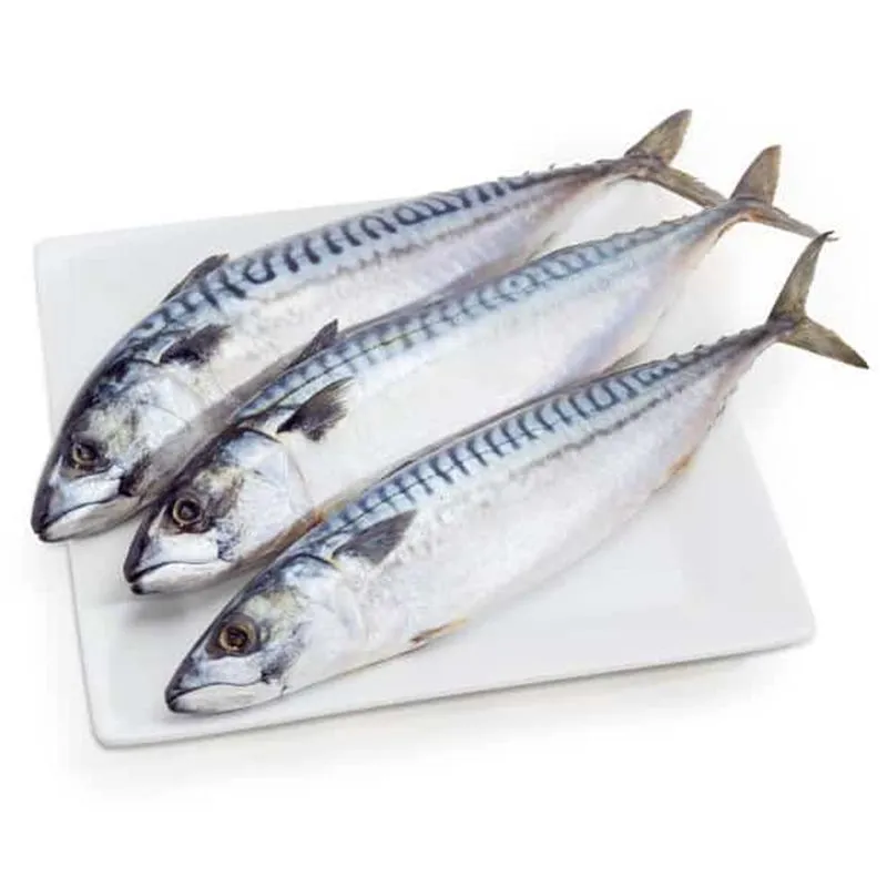 Cá thu tươi nguyên con