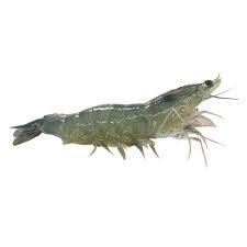 Tôm thẻ tươi sống