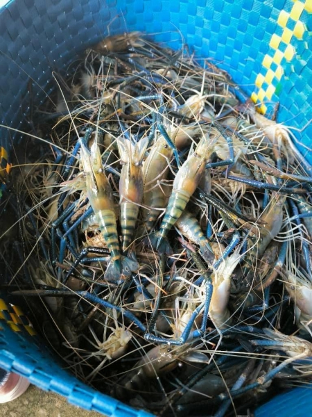 Tôm càng sen tươi sống