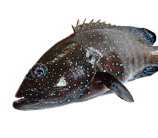 Cá Mú Sao Thiên Nhiên