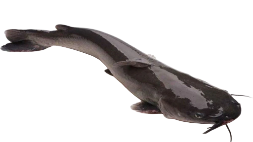 Cá Lăng Đuôi Đỏ