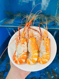 Tôm càng sen tươi sống