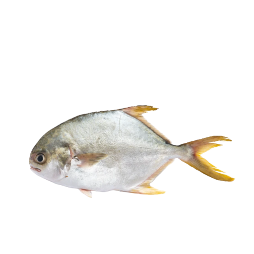 Cá chim trắng tươi sống