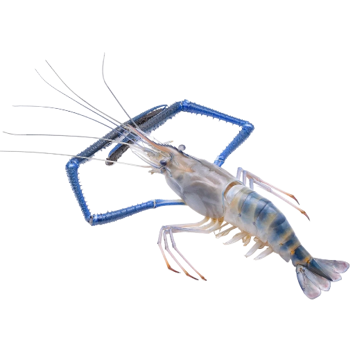 Tôm càng xanh tươi sống