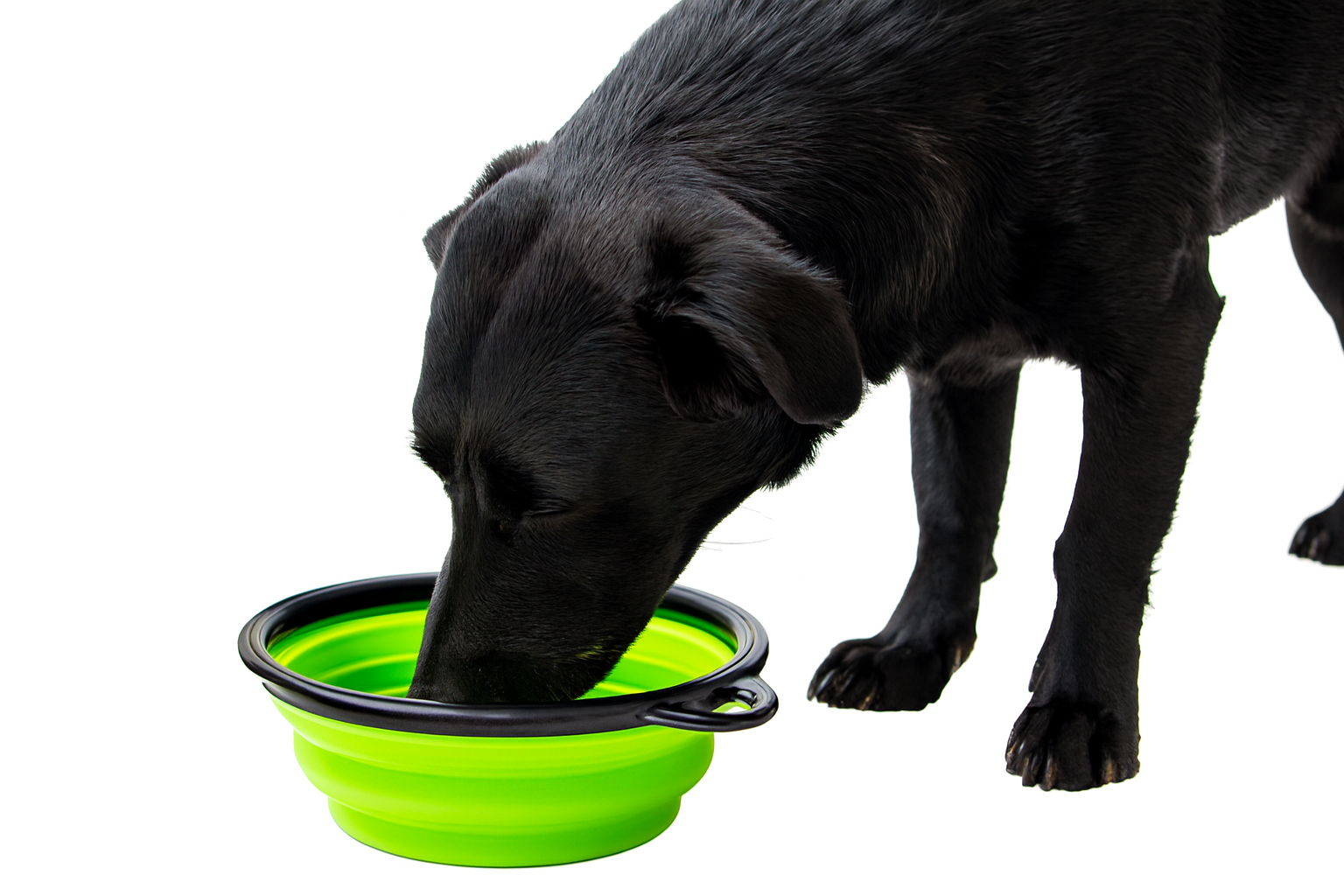 Comedero Bebedero Plegable para Mascotas