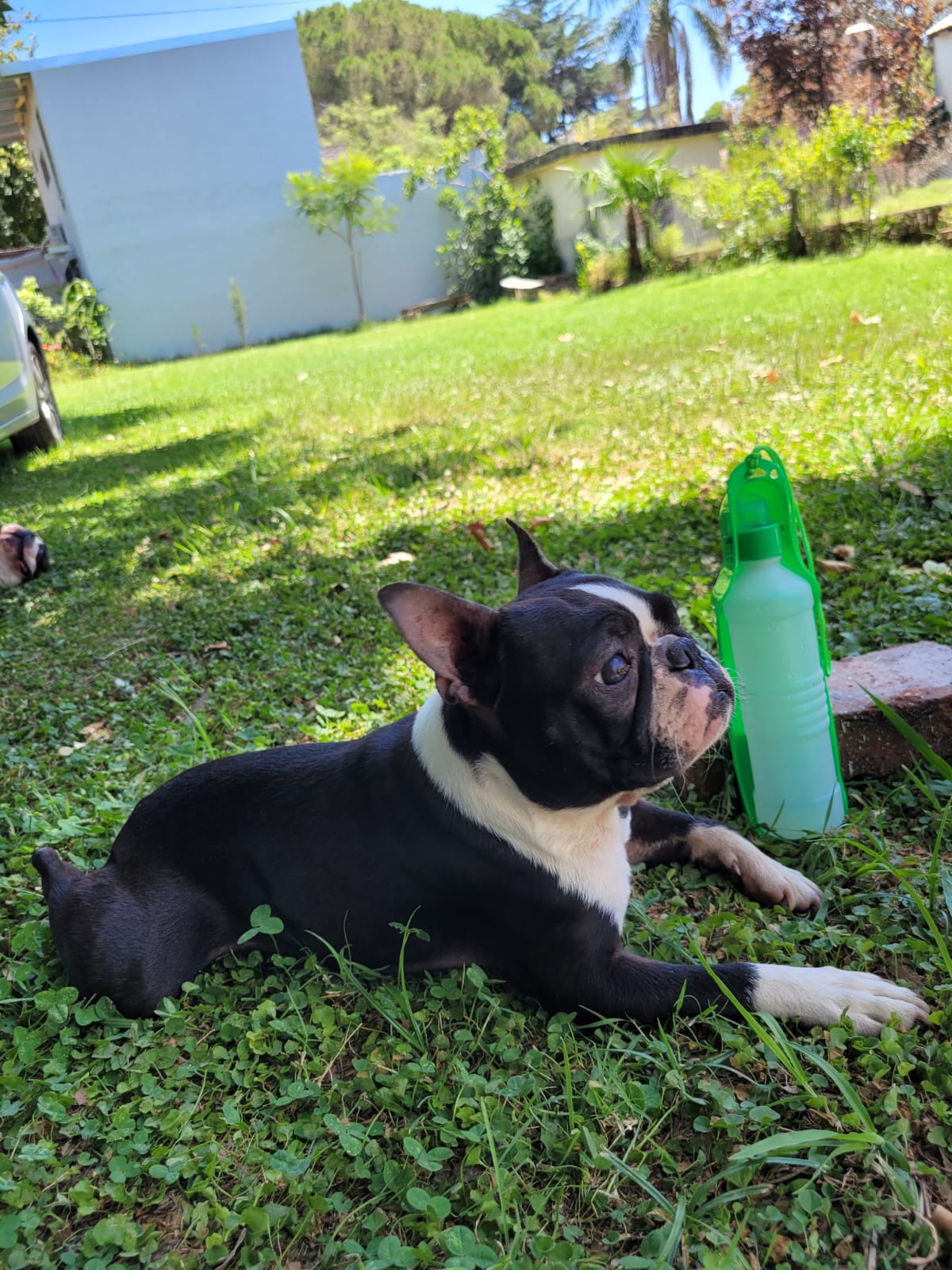 Botella portátil para mascotas