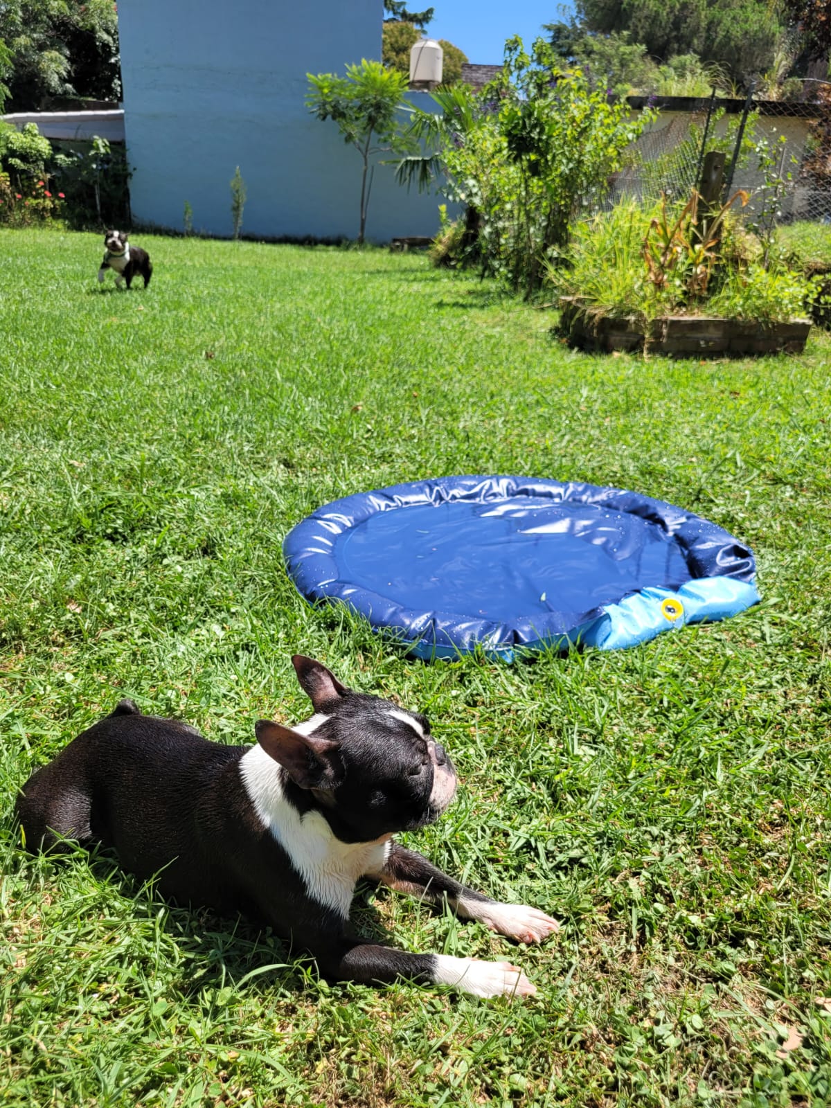 Piscina para mascotas