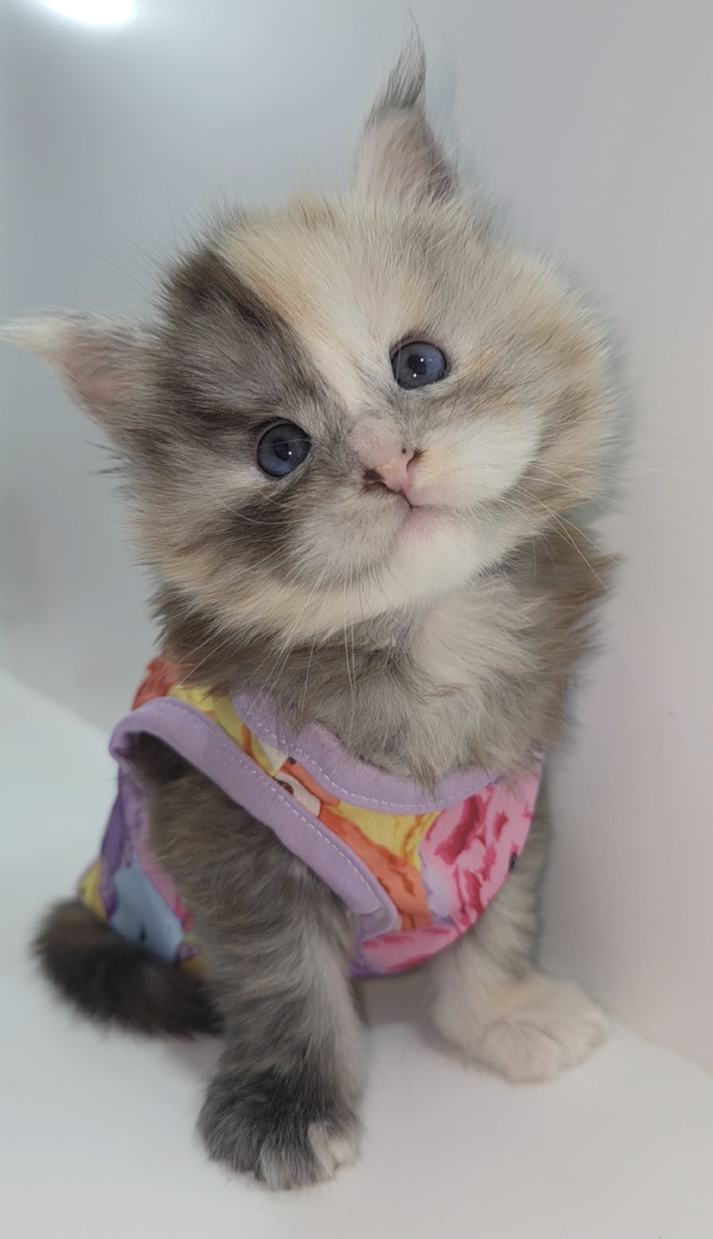 Blossom 🌸 Blue-eyed tortoiseshell