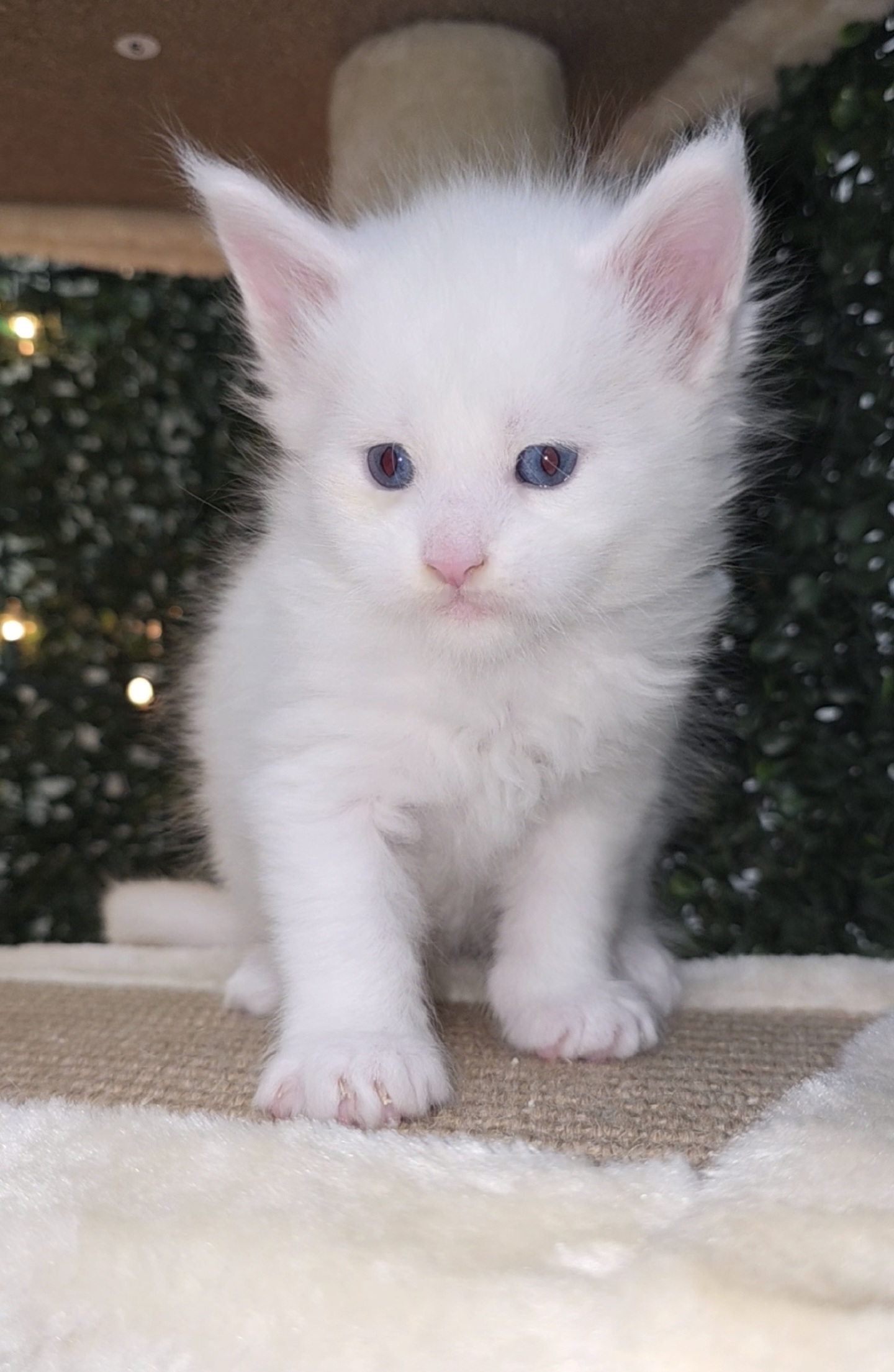 Ocean Blue eyed male
