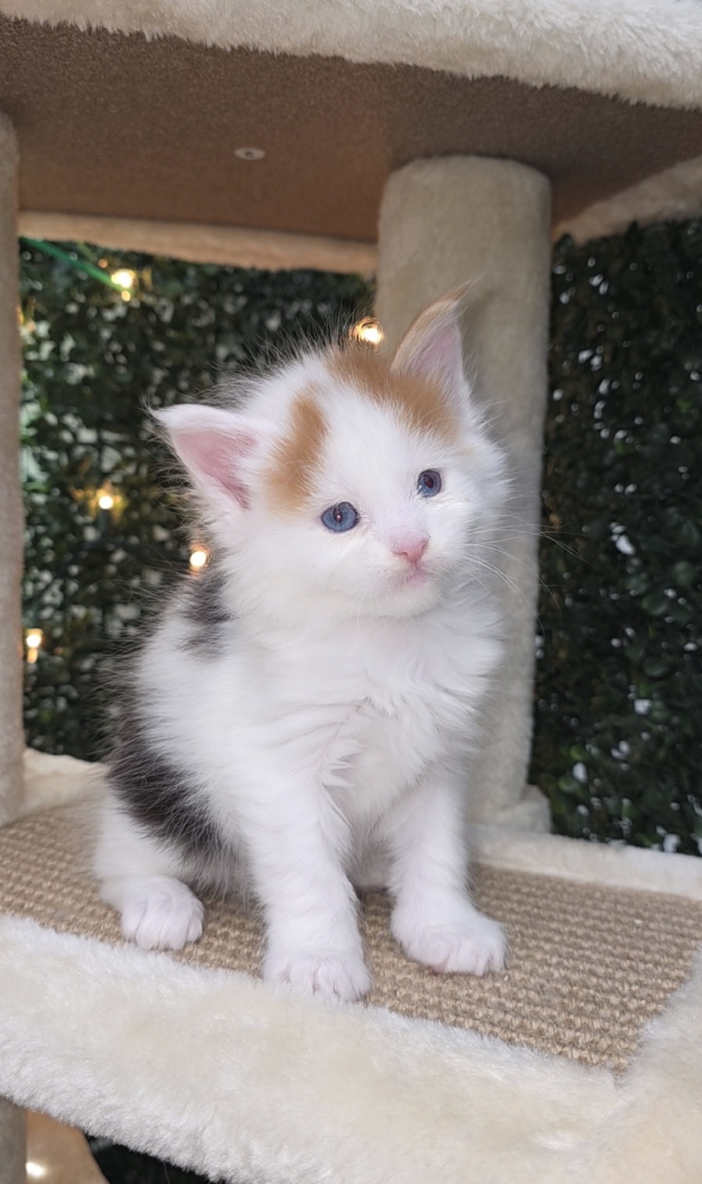 Giovanna – Blue-Eyed Calico