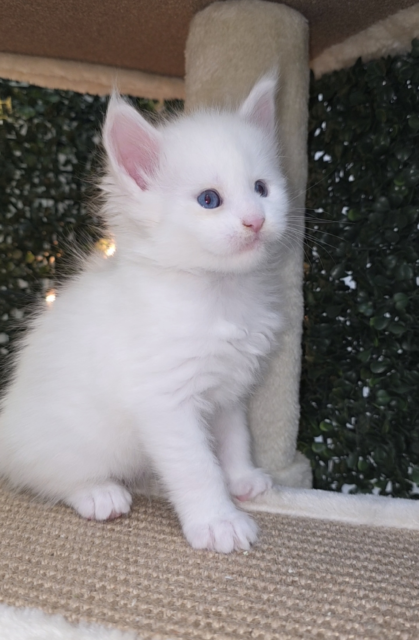 Ocean Blue eyed male