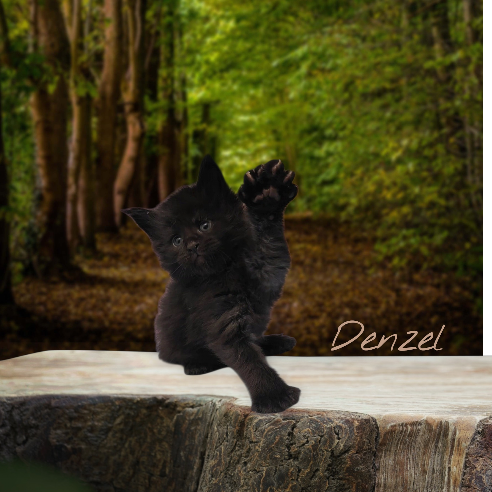 DENZEL-Solid Black Polydactyl Male