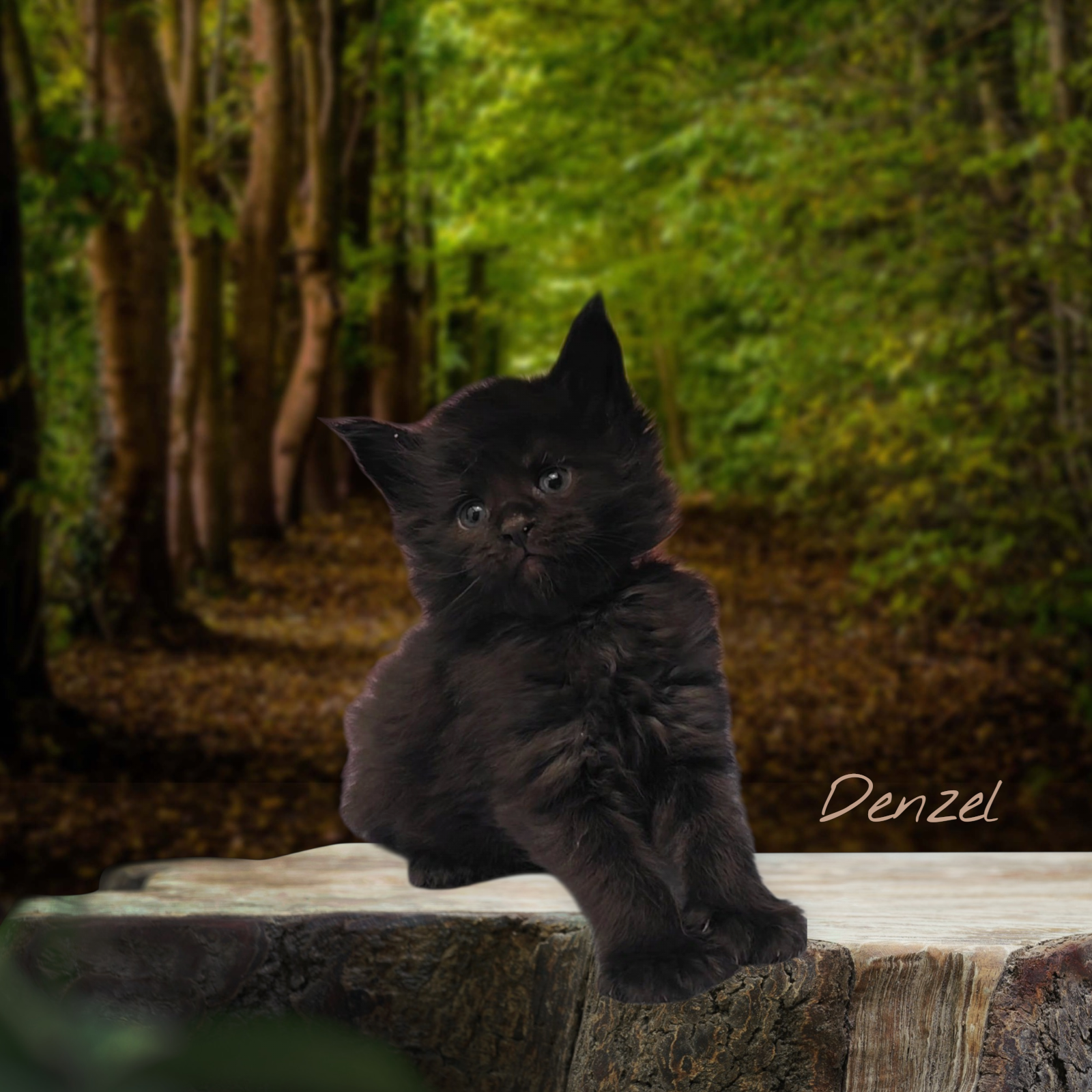 DENZEL-Solid Black Polydactyl Male
