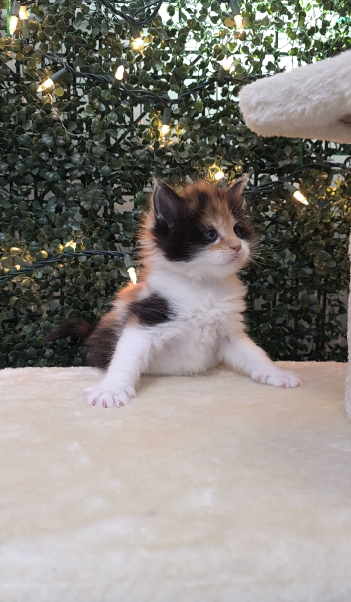 Charlotte calico girl