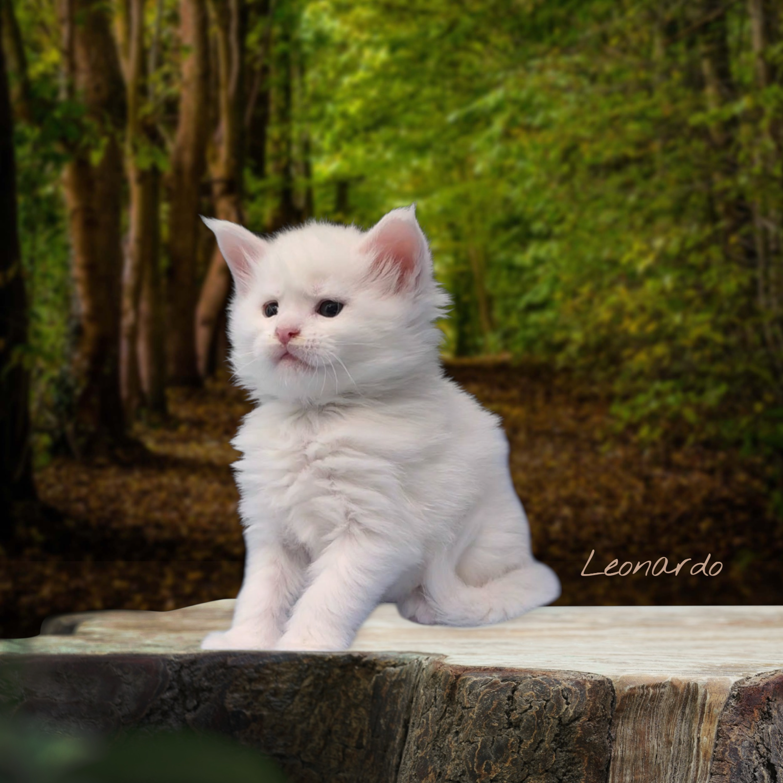 LEONARDO- Solid White Male