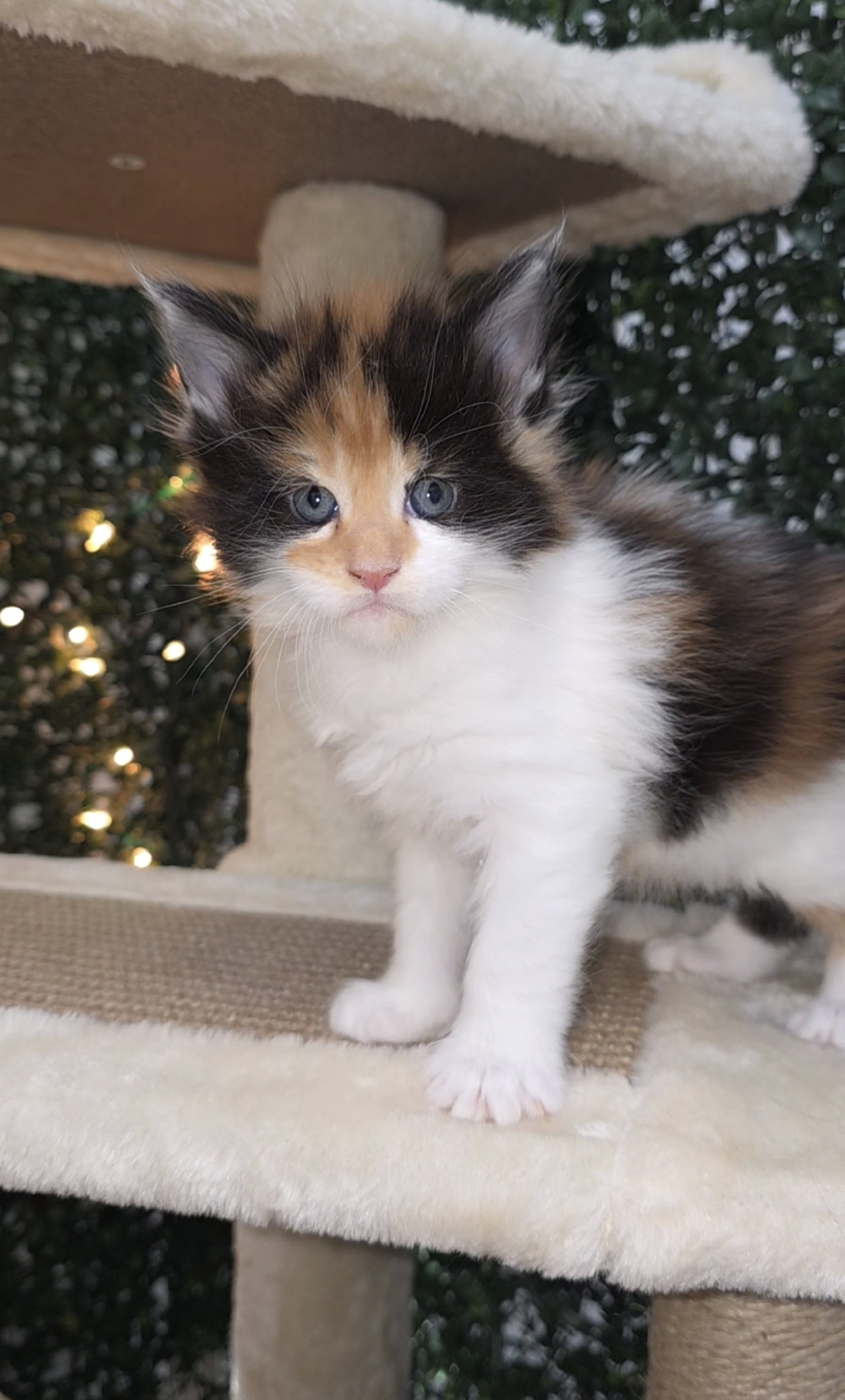 Charlotte calico girl