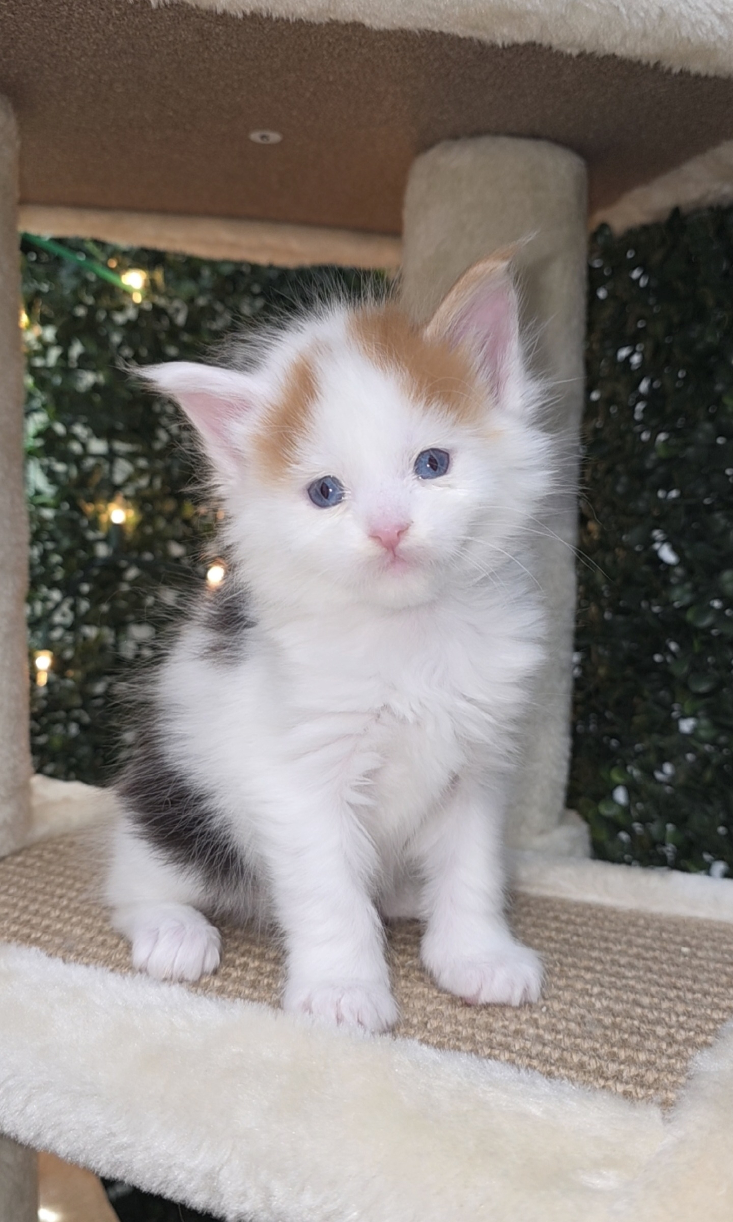 Giovanna – Blue-Eyed Calico