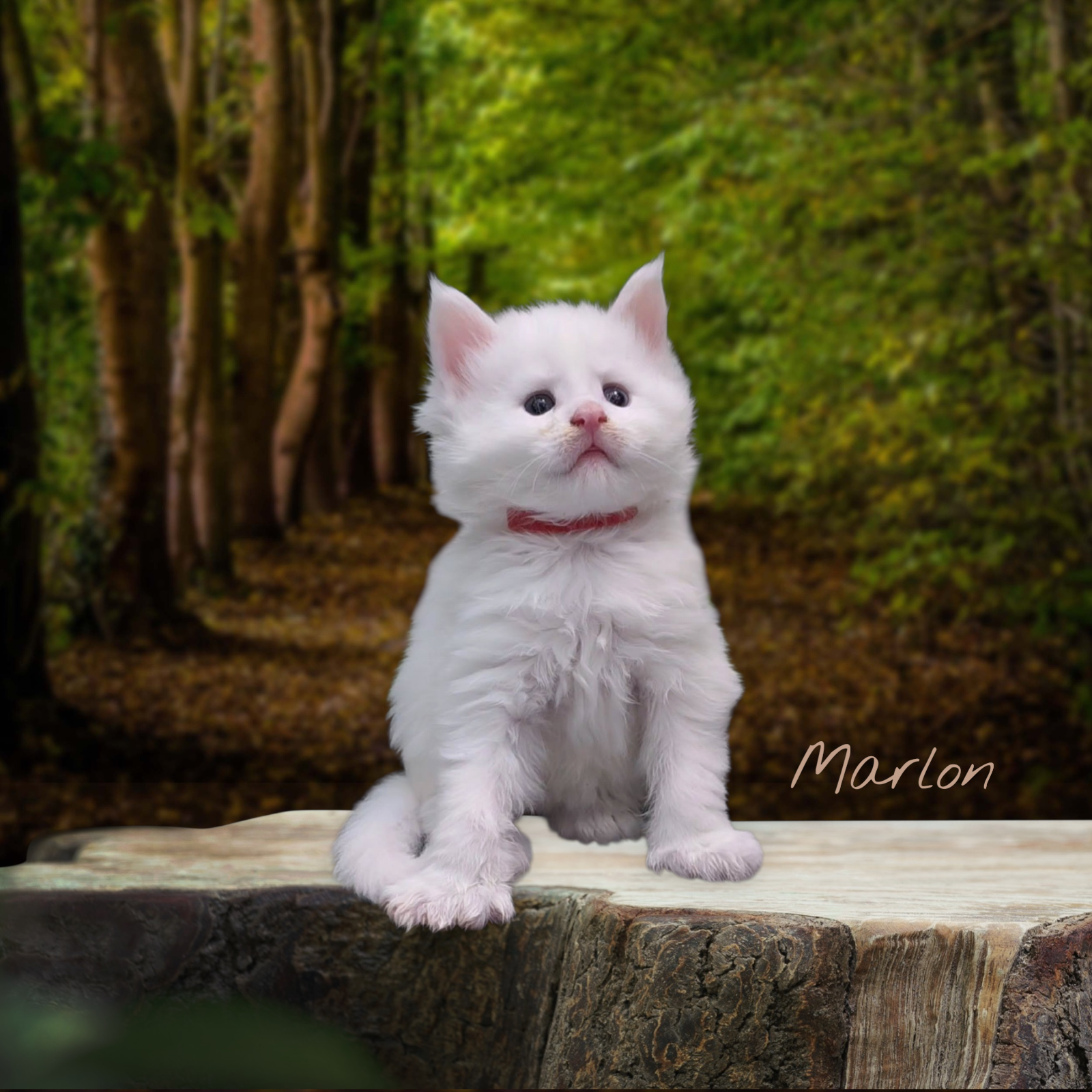 MARLON-Solid White Polydactyl Odd-Eyed Male