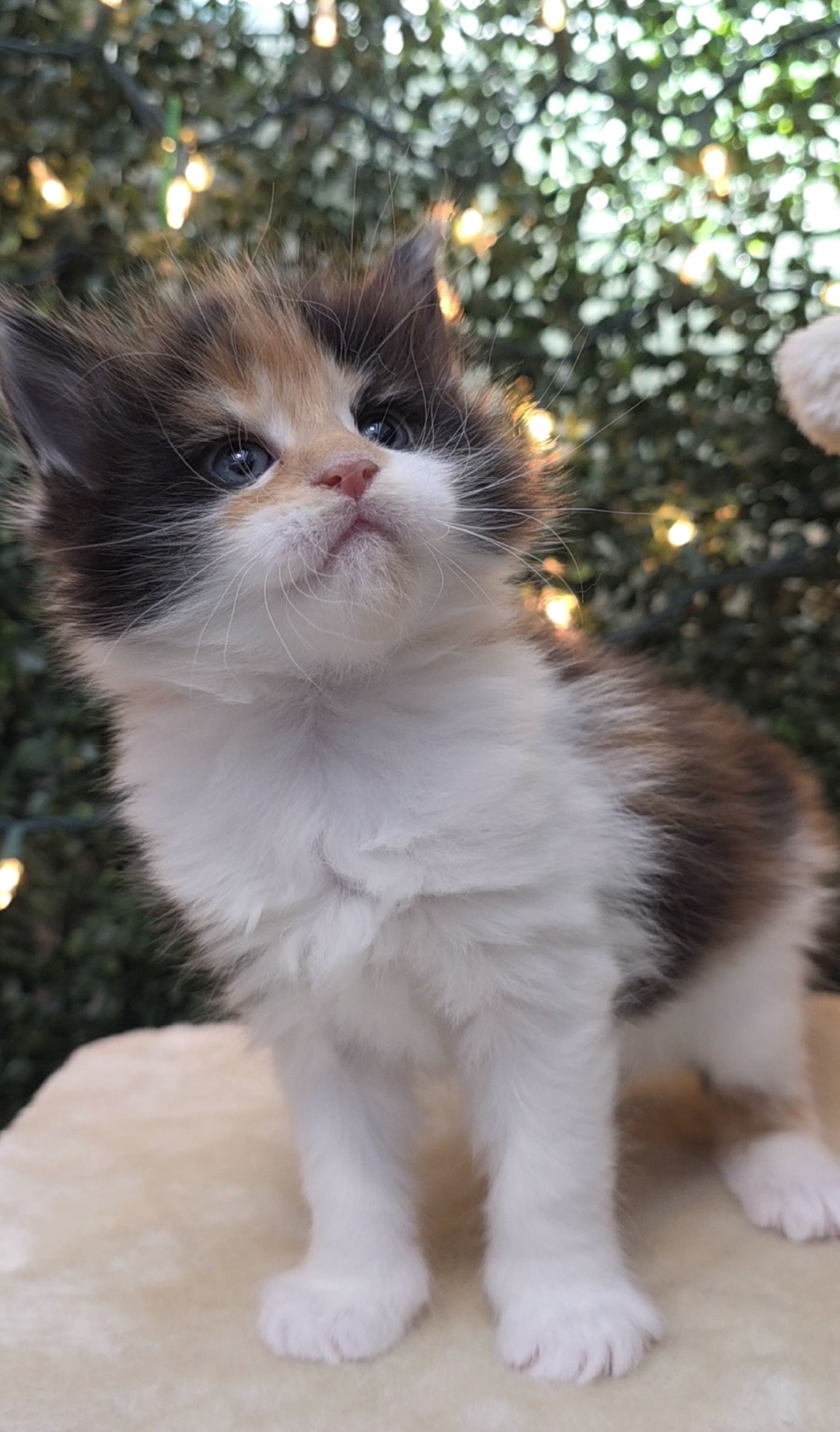 Charlotte calico girl
