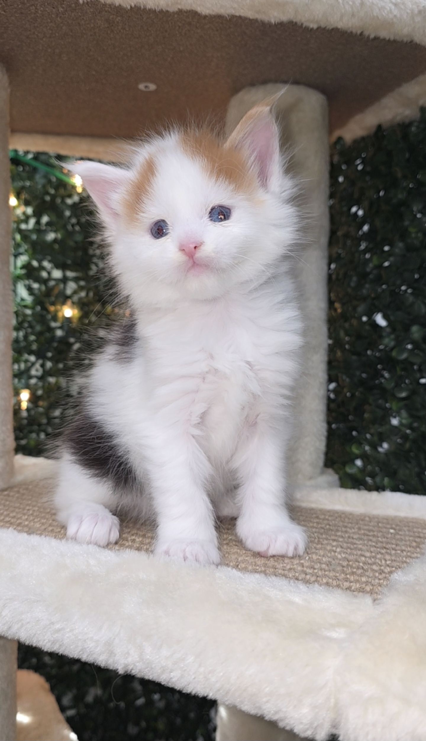 Giovanna – Blue-Eyed Calico
