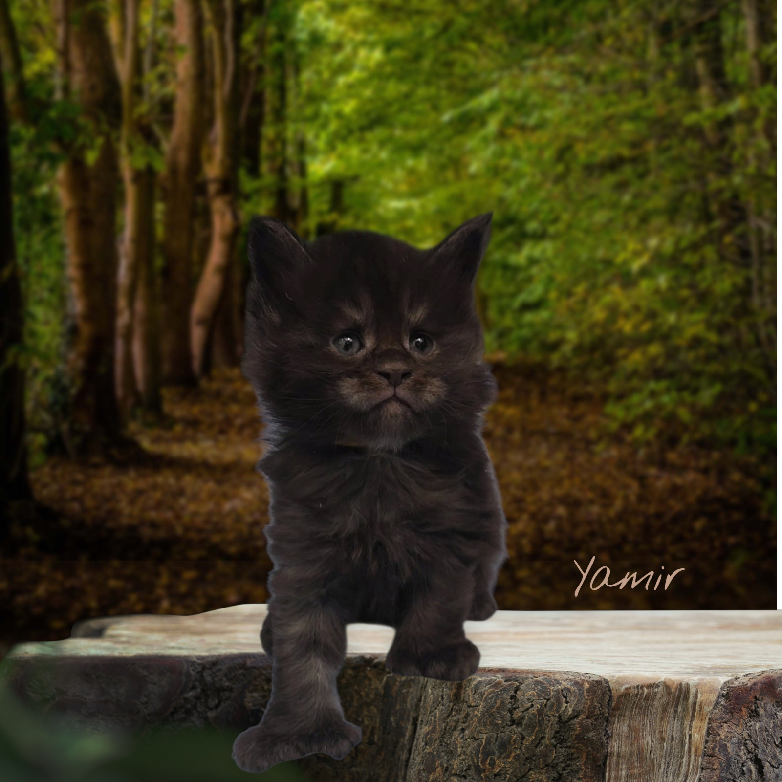 YAMIR - Black Smoke Polydactyl Male