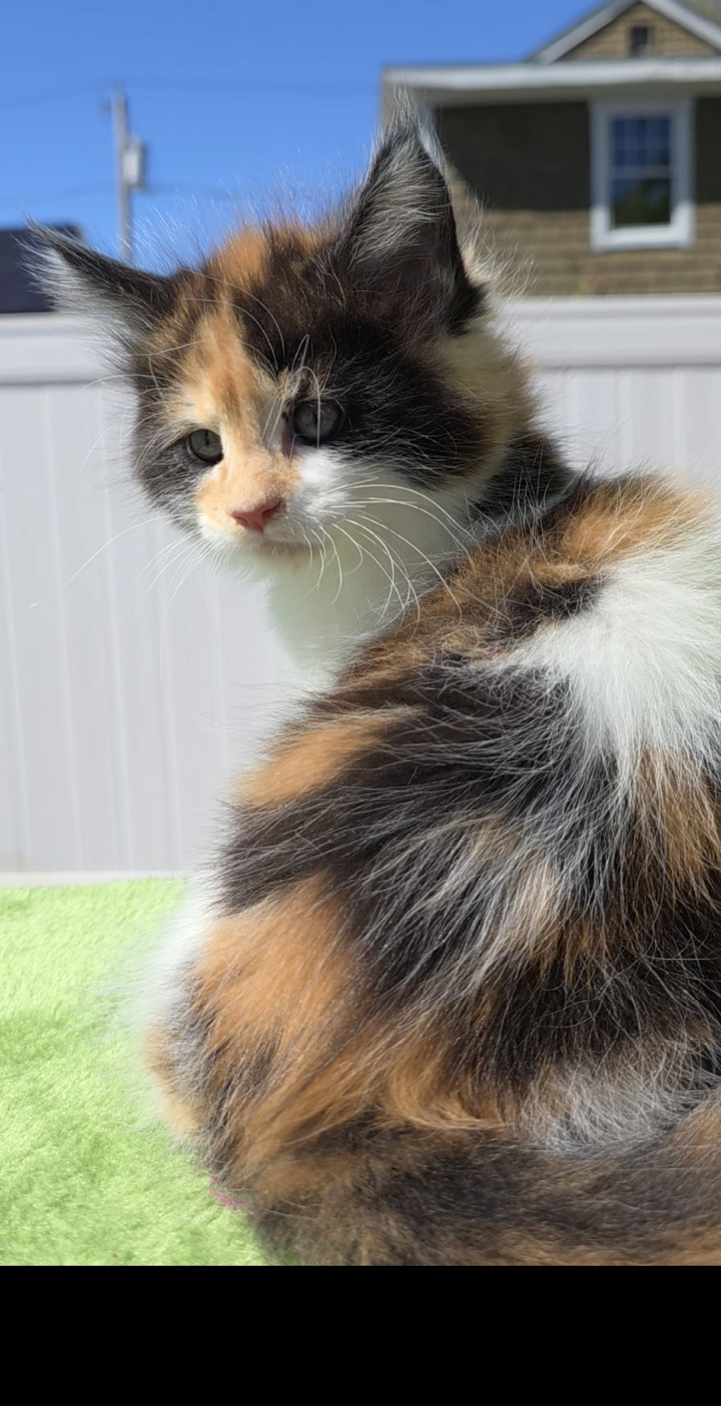 Charlotte calico girl