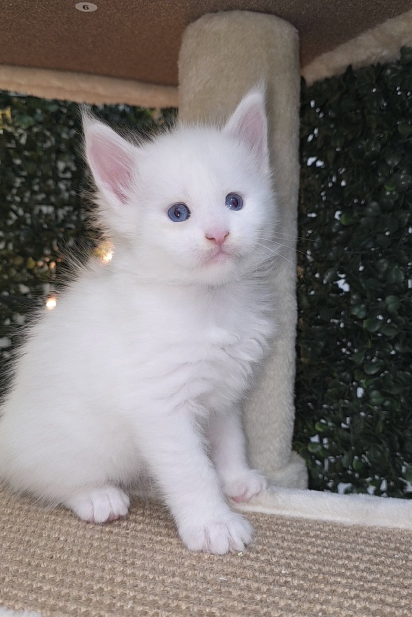 Ocean Blue eyed male