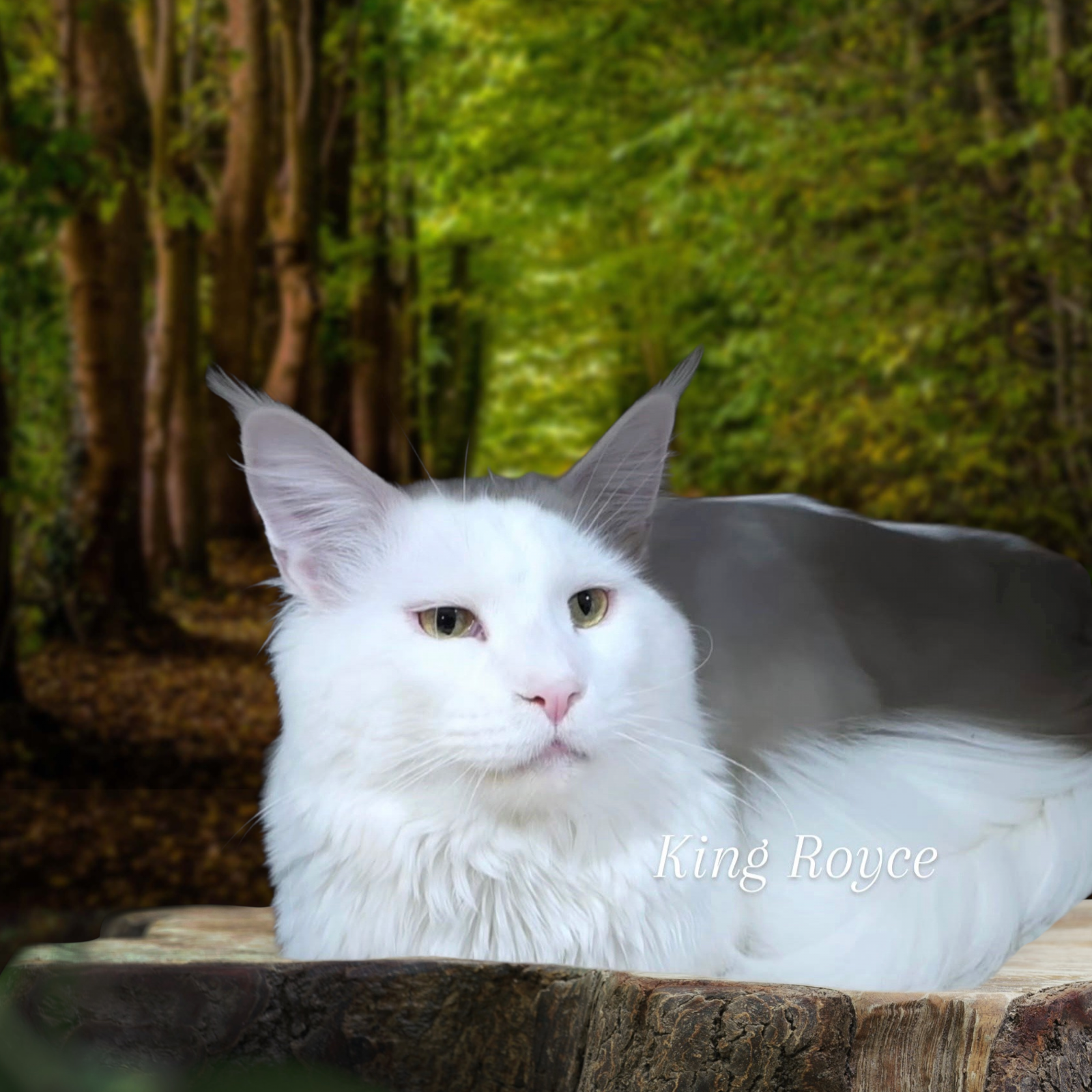 KING ROYCE