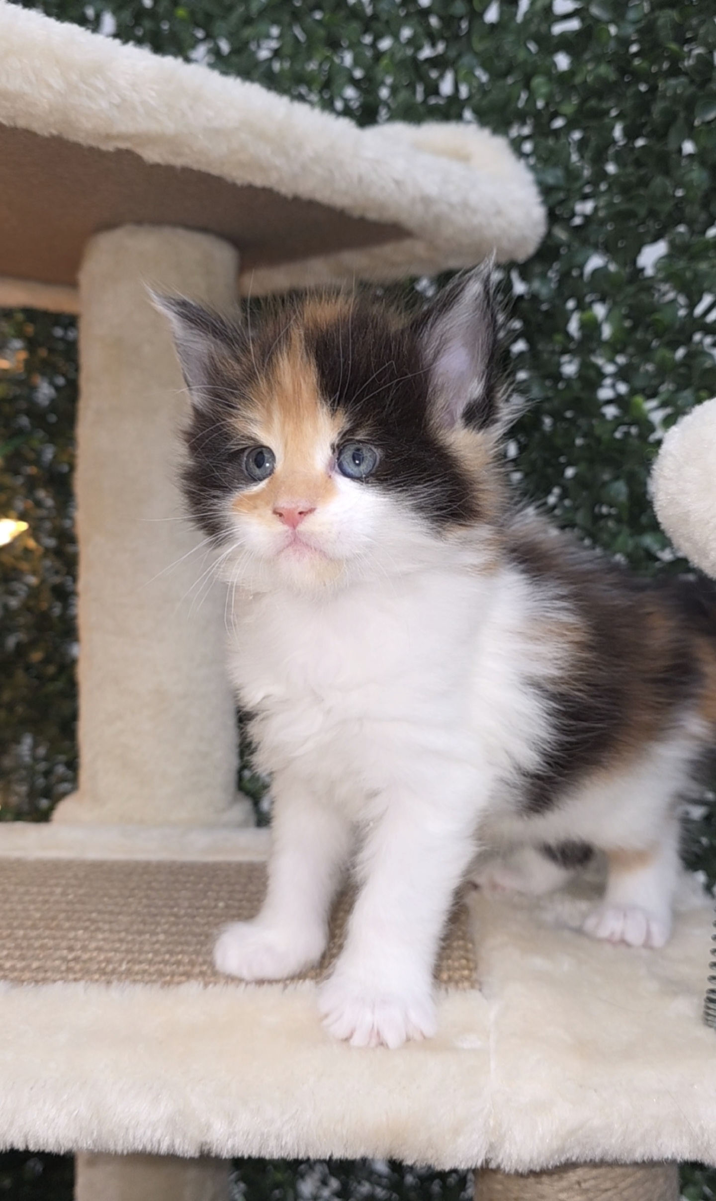 Charlotte calico girl