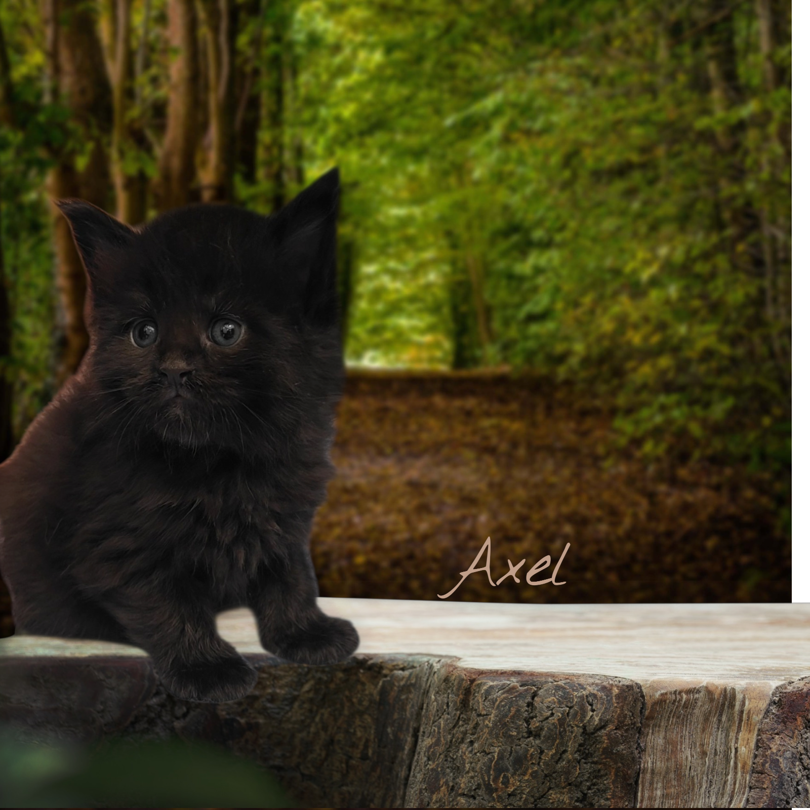 AXEL- Solid Black Male